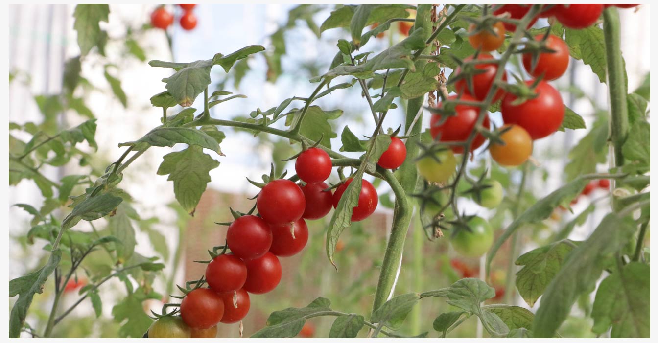 準格爾旗現(xiàn)代智慧設(shè)施農(nóng)業(yè)產(chǎn)業(yè)園_19.jpg 準格爾旗現(xiàn)代智慧設(shè)施農(nóng)業(yè)產(chǎn)業(yè)園_19.jpg