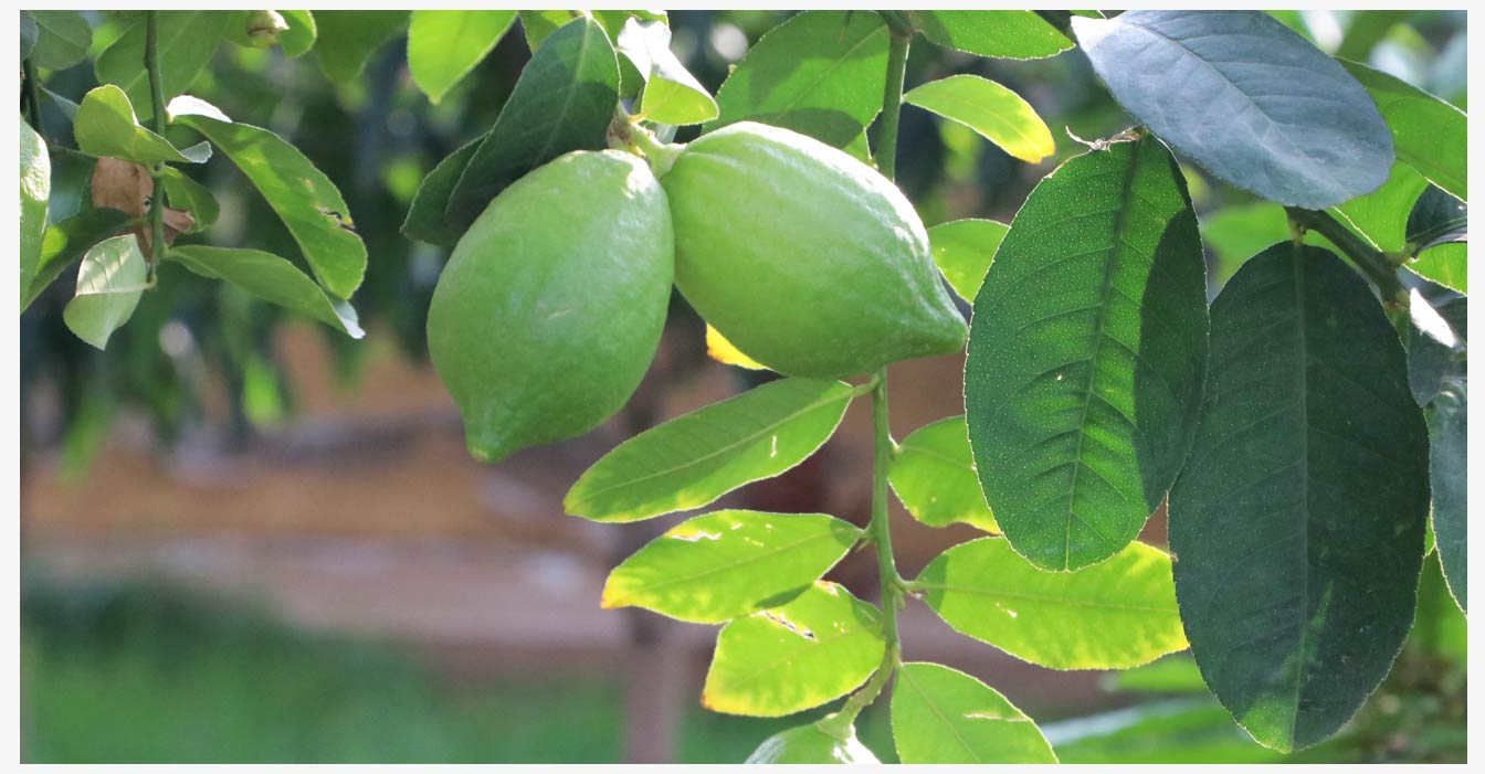 準格爾旗現(xiàn)代智慧設(shè)施農(nóng)業(yè)產(chǎn)業(yè)園_22.jpg 準格爾旗現(xiàn)代智慧設(shè)施農(nóng)業(yè)產(chǎn)業(yè)園_22.jpg