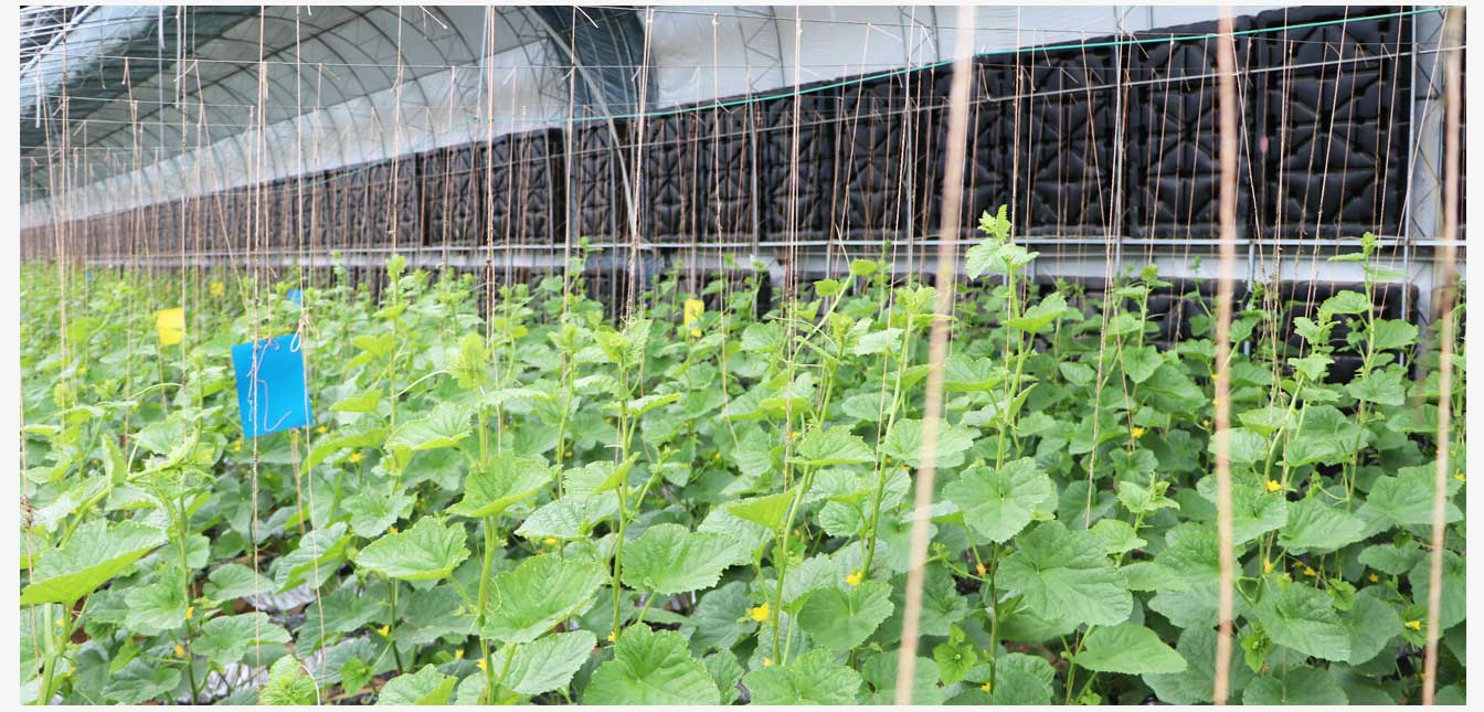 準格爾旗現(xiàn)代智慧設(shè)施農(nóng)業(yè)產(chǎn)業(yè)園(網(wǎng)頁)_30.jpg 準格爾旗現(xiàn)代智慧設(shè)施農(nóng)業(yè)產(chǎn)業(yè)園(網(wǎng)頁)_30.jpg