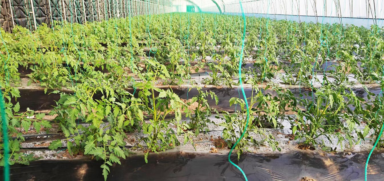 準(zhǔn)格爾旗現(xiàn)代設(shè)施農(nóng)業(yè)科技轉(zhuǎn)化示范園_13.jpg 準(zhǔn)格爾旗現(xiàn)代設(shè)施農(nóng)業(yè)科技轉(zhuǎn)化示范園_13.jpg