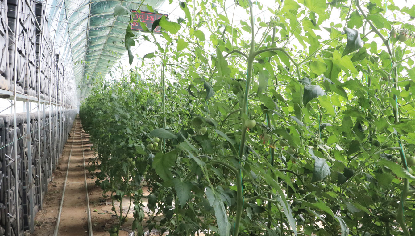 2、四季溫室網(wǎng)頁(yè)_14.jpg 2、四季溫室網(wǎng)頁(yè)_14.jpg