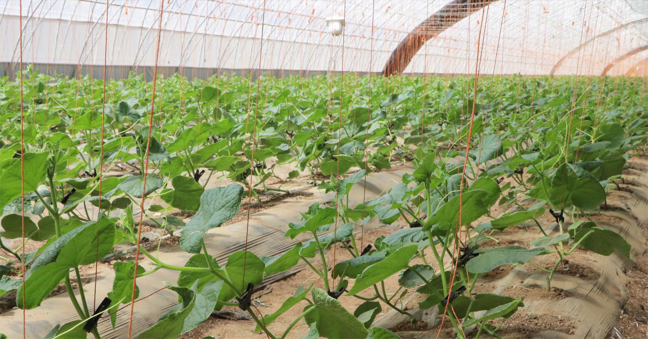 2、冬室夏棚網頁_16切.jpg 2、冬室夏棚網頁_16切.jpg